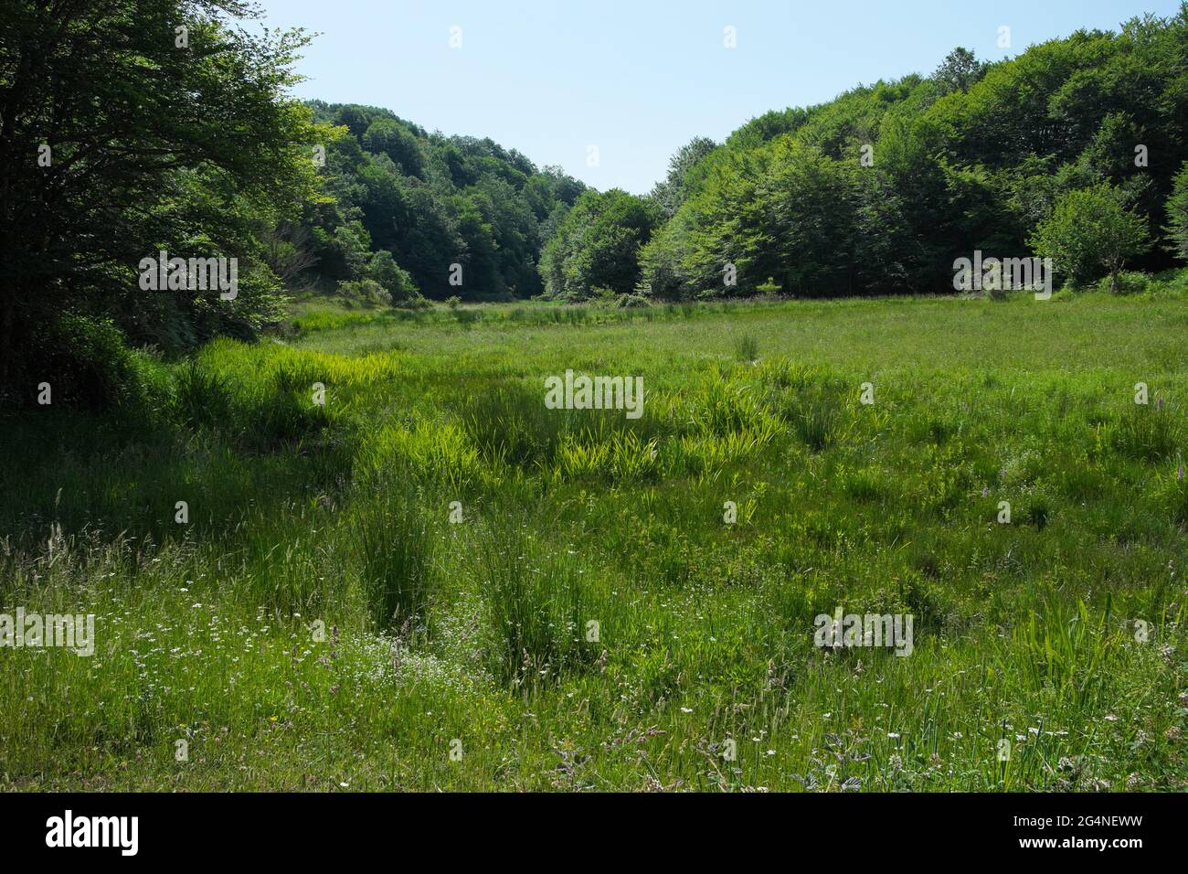 Üppige Pflanzen und dichte Vegetation der Feuchtgebiete Siziliens im Naturschutzgebiet Nebrodi Stockfoto