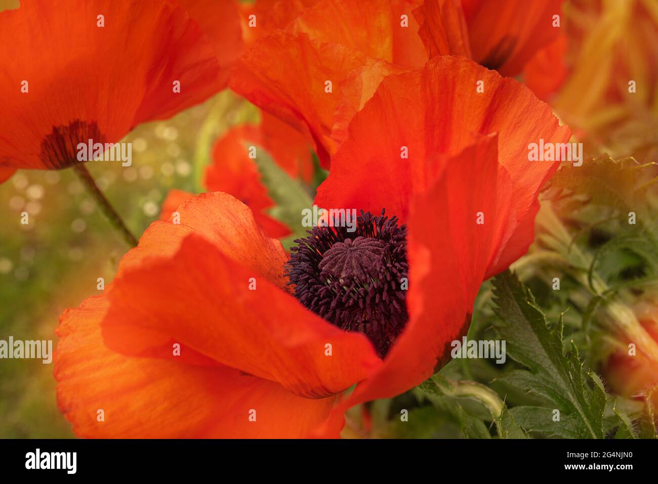 Nahaufnahme der großen roten Mohnblume auf der Wiese Stockfoto