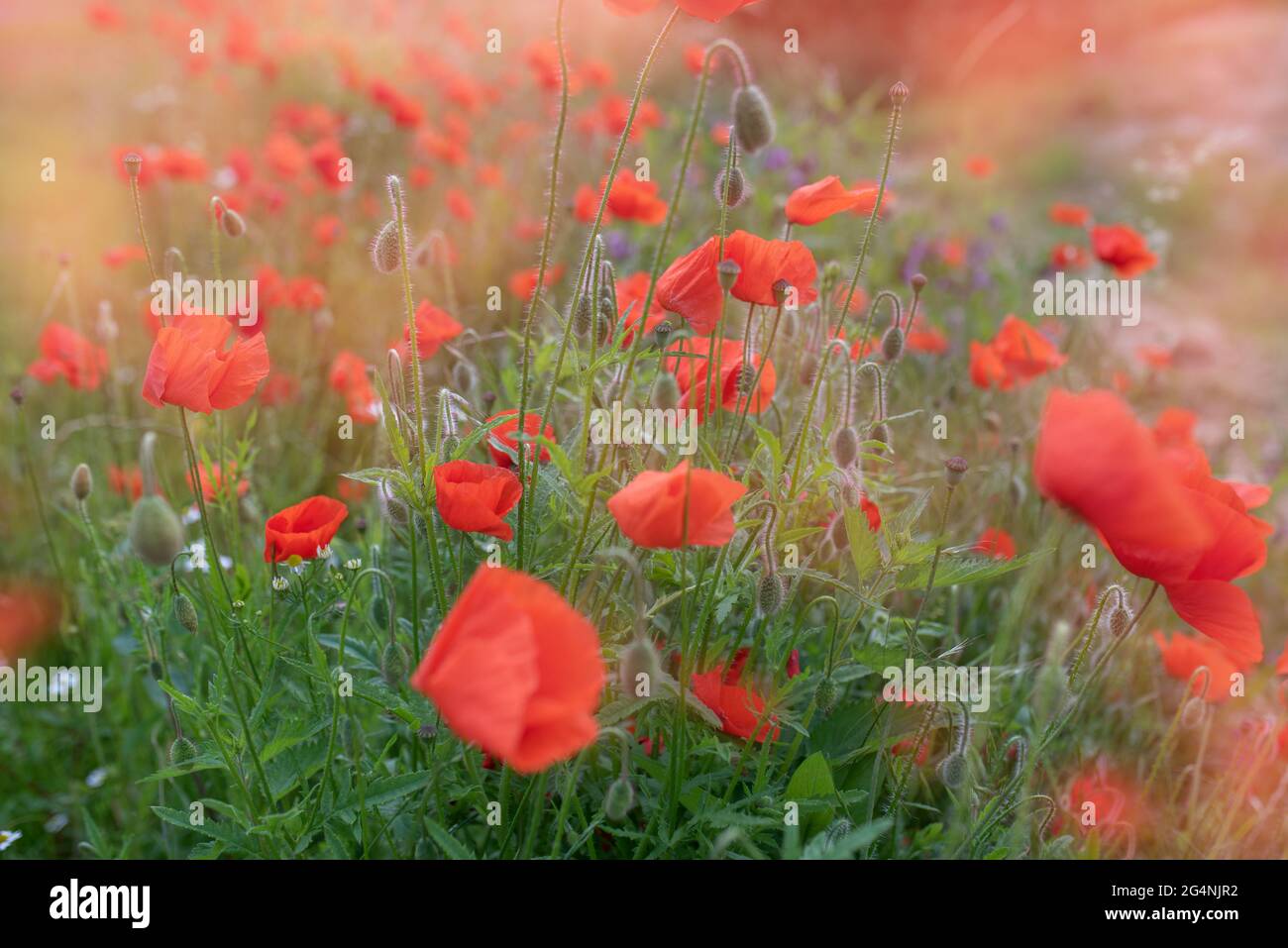 Rote Mohnblume auf der Wiese. Sommerzeithintergrund. Stockfoto