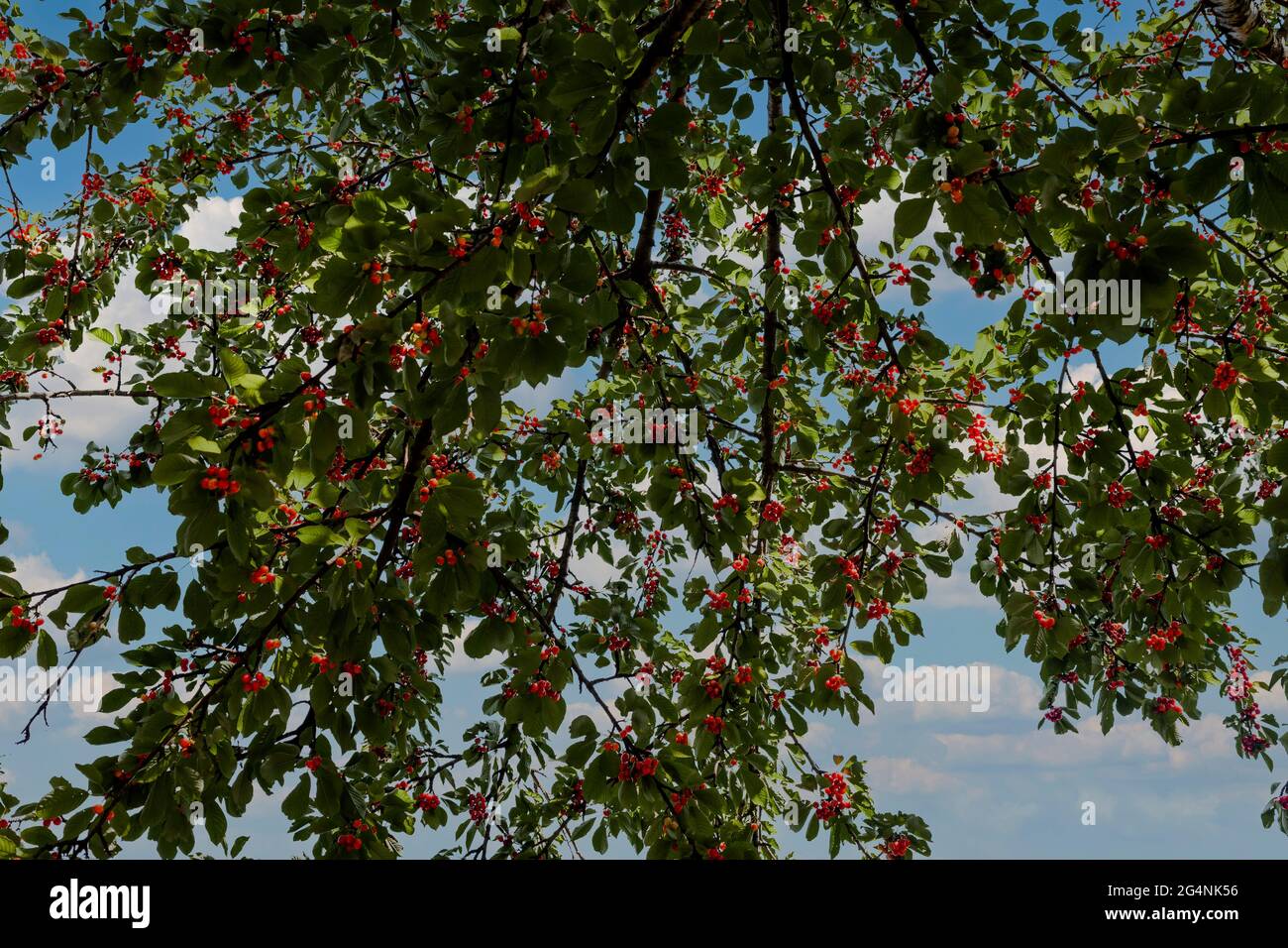 Kirschen auf einem Kirschbaum in einem Garten in New York am Donnerstag, den 10. Juni 2021. (© Richard B. Levine) Stockfoto