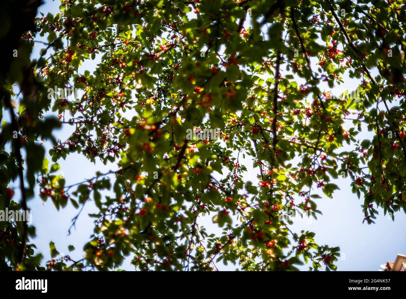 Kirschen auf einem Kirschbaum in einem Garten in New York am Donnerstag, den 10. Juni 2021. (© Richard B. Levine) Stockfoto