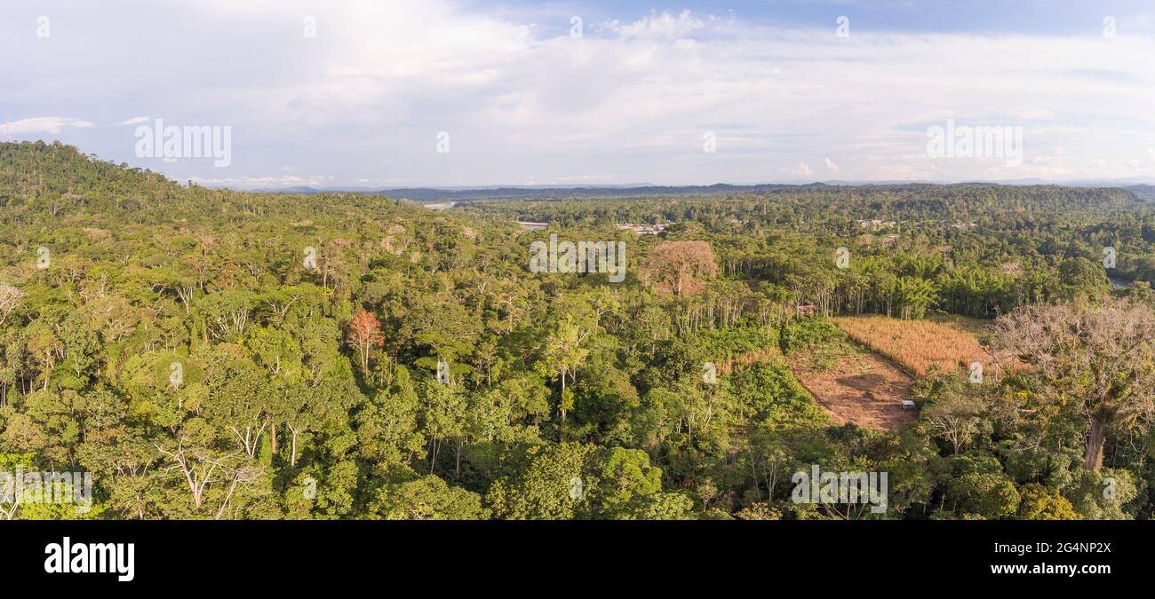 Luftaufnahme des Regenwaldes mit zwei riesigen, blattlosen Ceibo-Bäumen und einer mit Mais bepflanzten Lichtung rechts im Bild. Napo in der EG Stockfoto