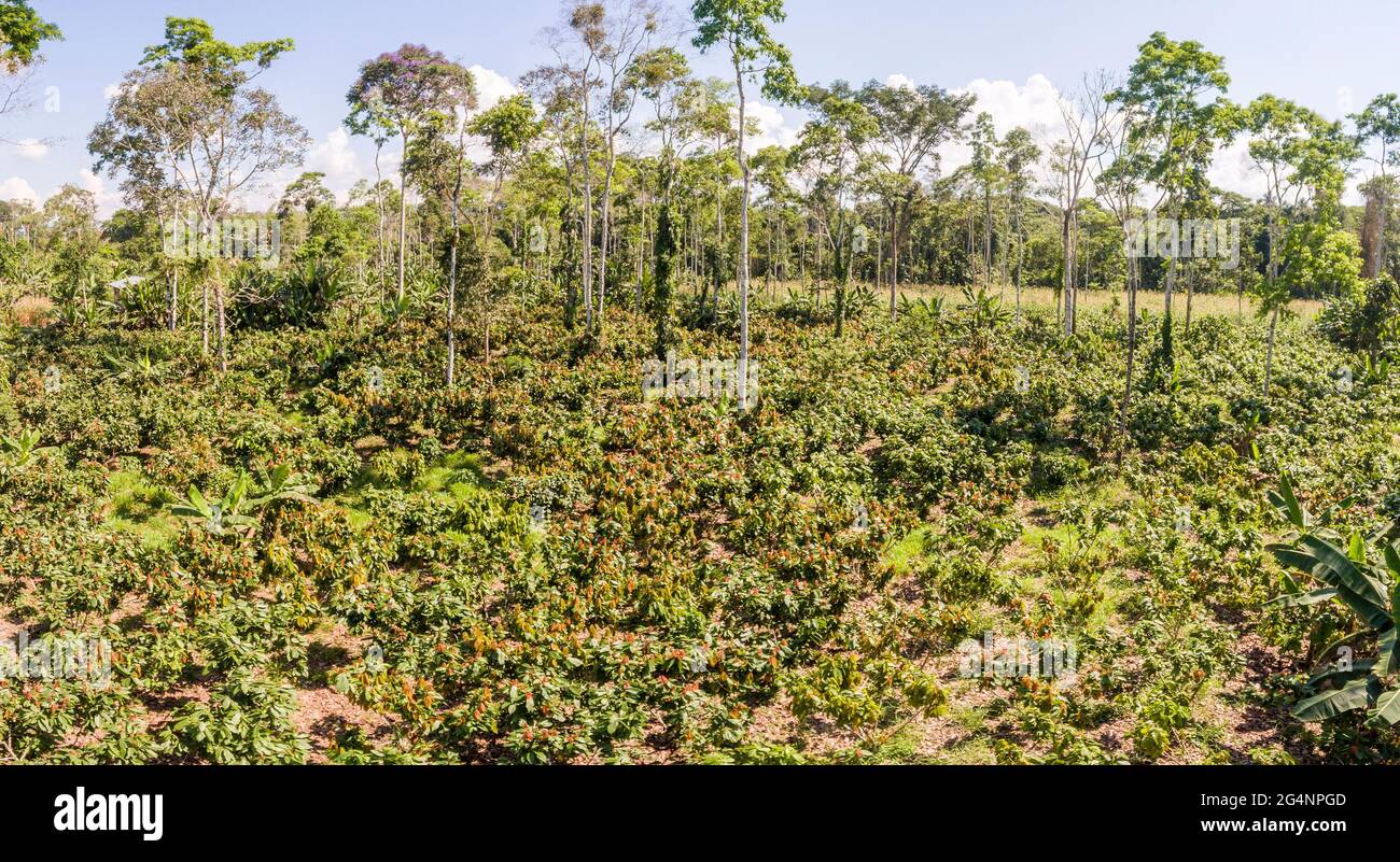 Luftaufnahme einer Kakaoplantage (Theobroma cacao) im ecuadorianischen Amazonas. Ecuador produziert qualitativ hochwertige Schokolade, aber das ist ein unhaltbarer weit Stockfoto