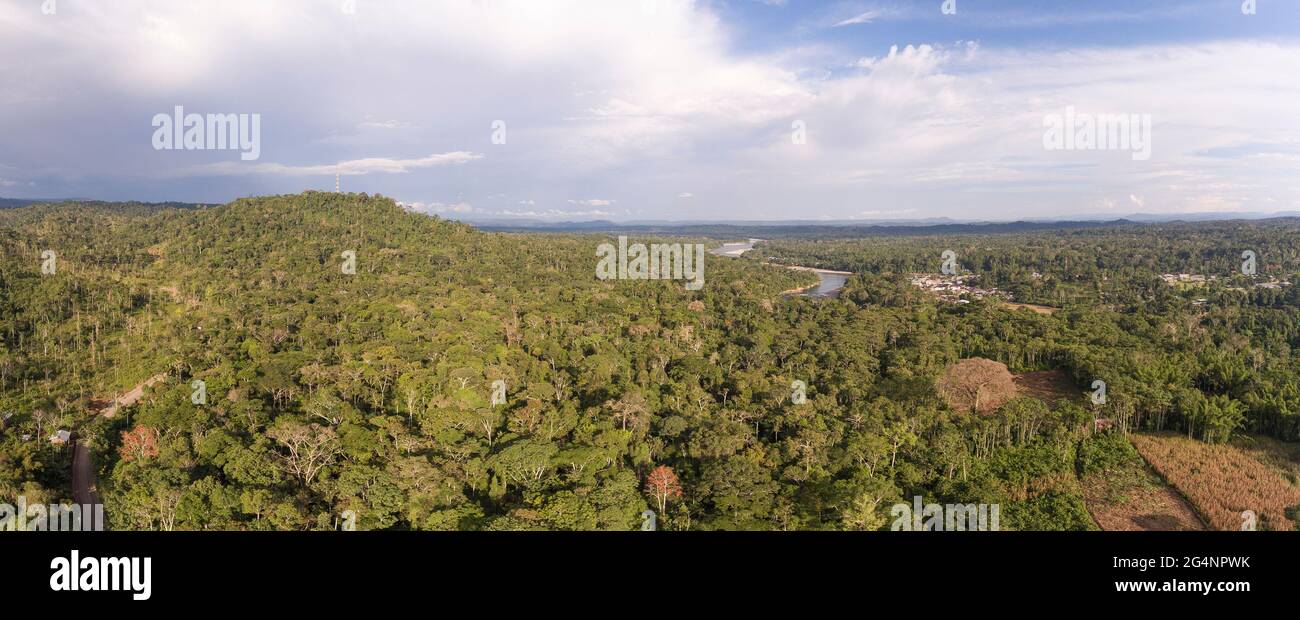 Luftaufnahme des Regenwaldes mit einem riesigen, blattlosen Ceibo-Baum und einer mit Mais bepflanzten Lichtung rechts im Bild. Napo Provinz in der Ecua Stockfoto