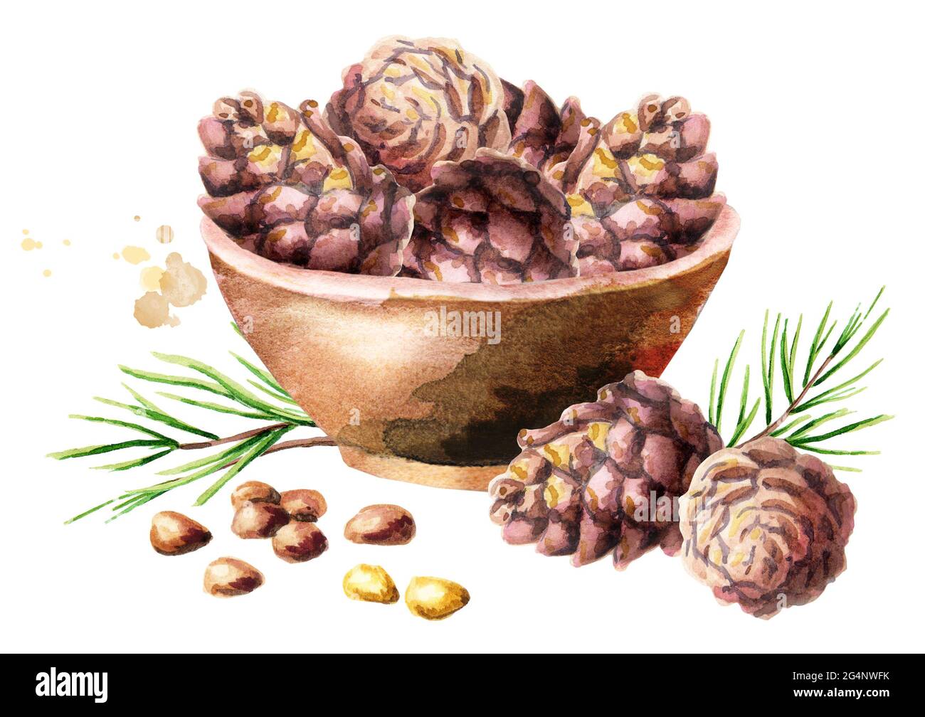 Schale mit Kiefernklumpen. Handgezeichnete Aquarell-Illustration Stockfoto