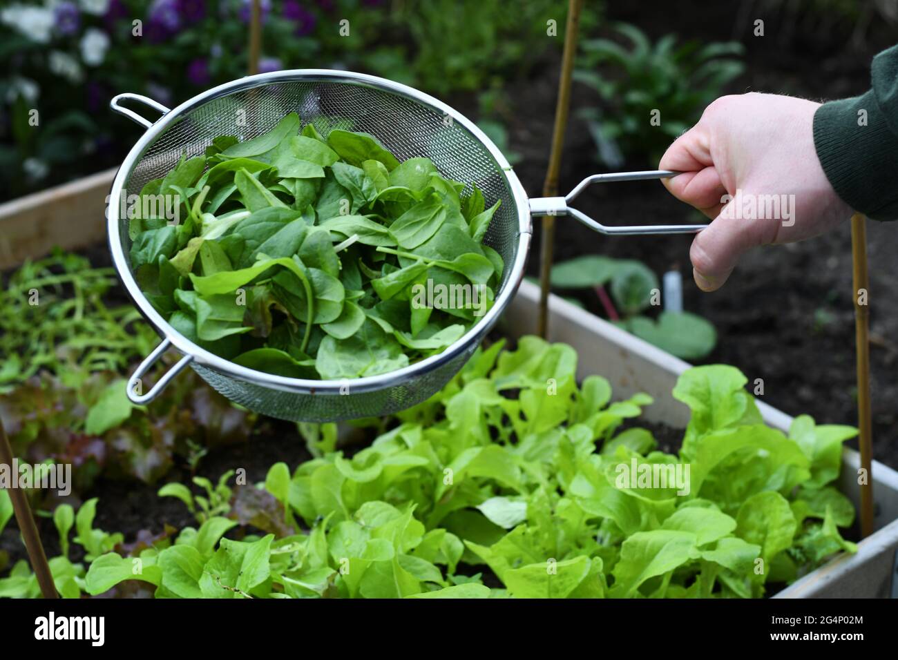Ernten von Babyspinat aus dem Gemüsegarten mit einem Sieb, um das grüne Blatt darin zu platzieren. Im Hintergrund wächst der Salat. Stockfoto