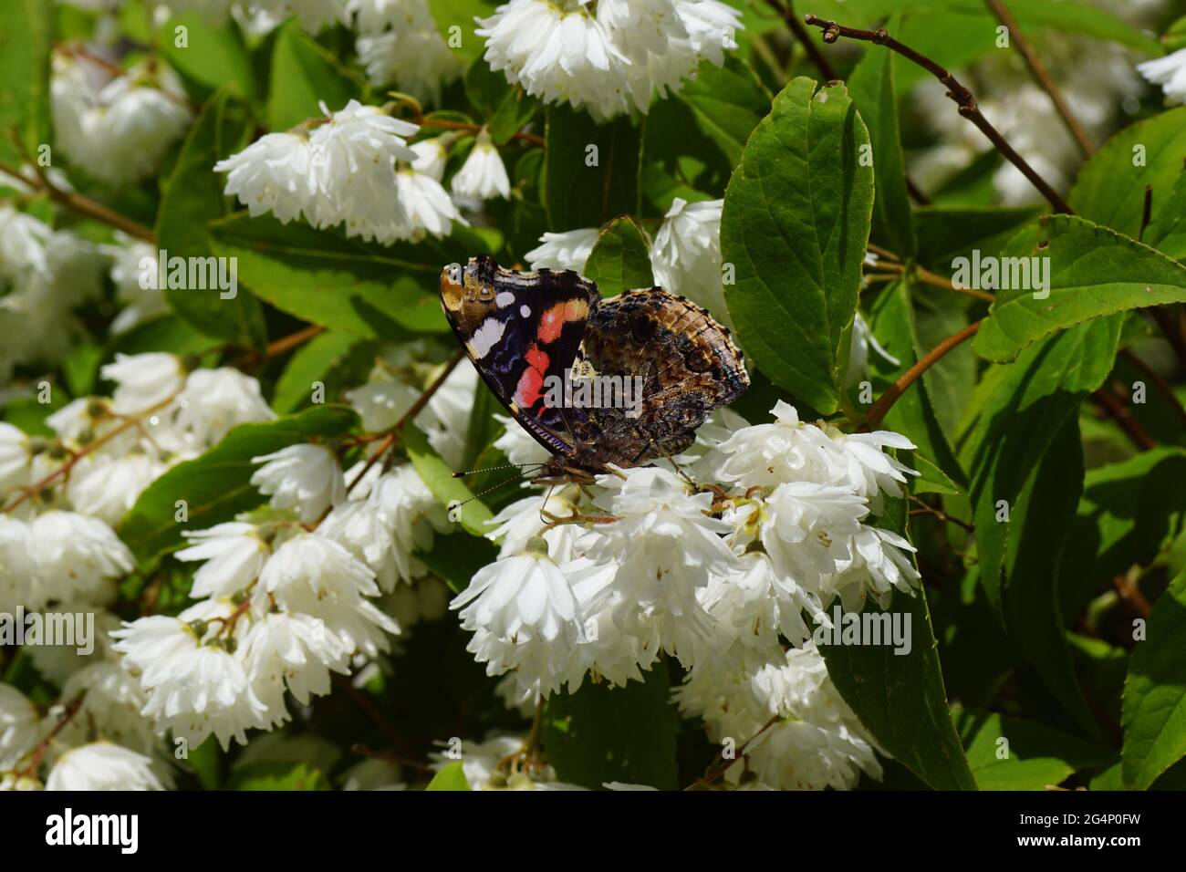 Rotadmiral, Rotadmirable (Vanessa atalanta), Familie Nymphalidae auf weißen Blüten des Strauches Deutzia, Familie Hydrangeaceae. Holländischer Garten. Juni Stockfoto