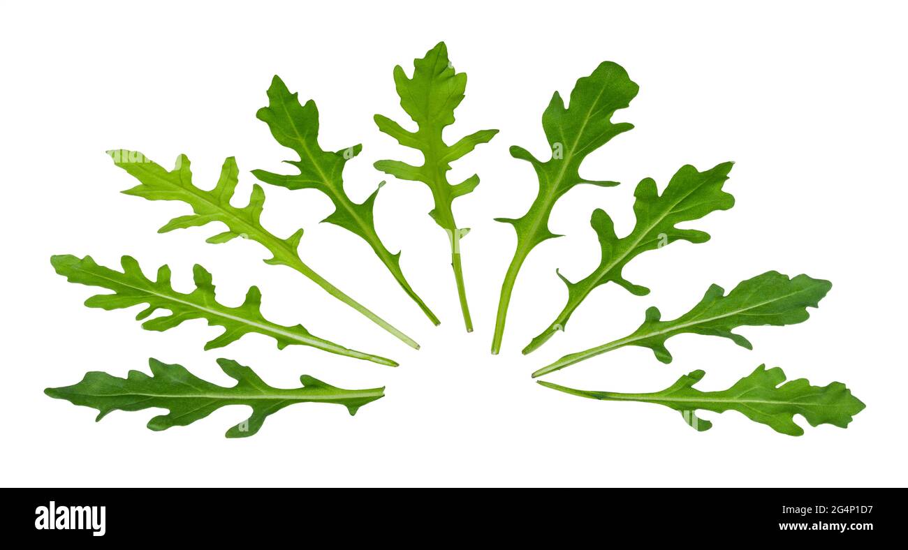 Set von grünen Rucola Blätter als Ventilator isoliert auf weißem Hintergrund angeordnet. Eruca sativa. Nahaufnahme der grünen Ruchetta. Gesundes Salat-Blattgemüse. Stockfoto