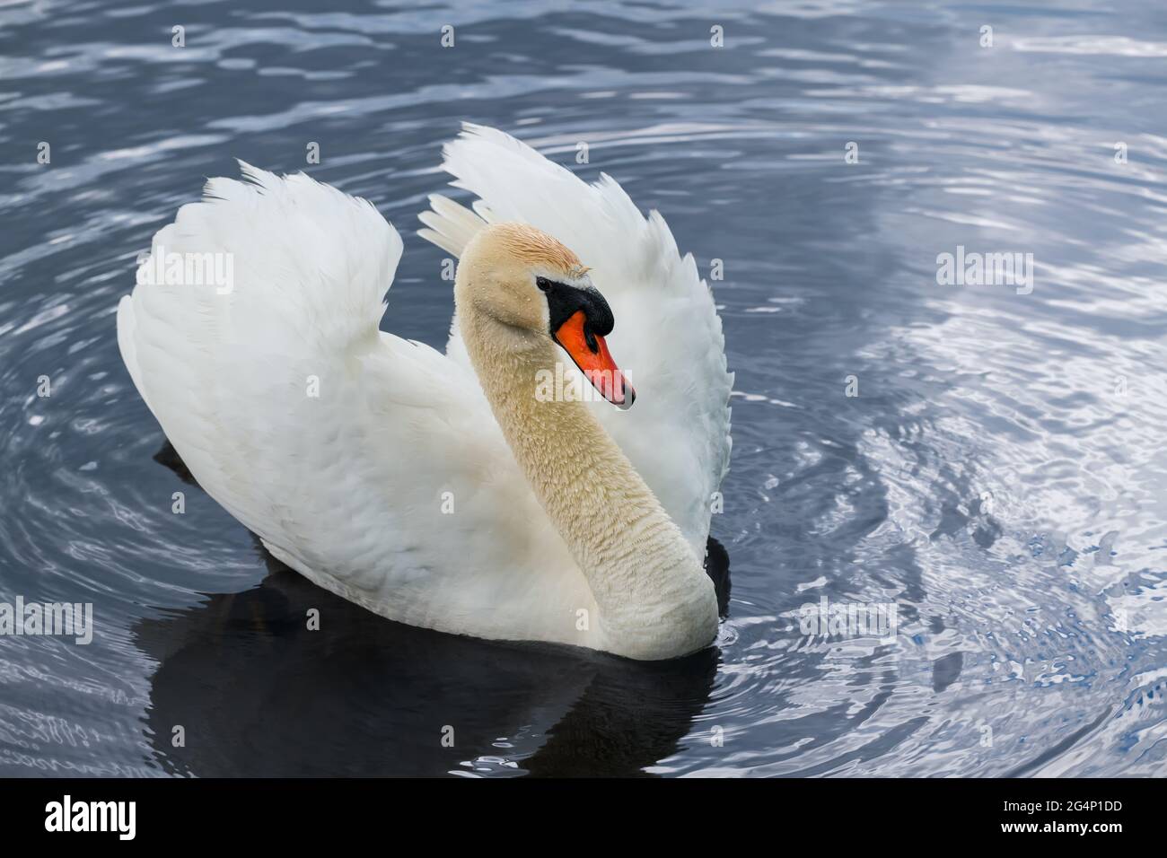 Weißer schwan profil -Fotos und -Bildmaterial in hoher Auflösung – Alamy