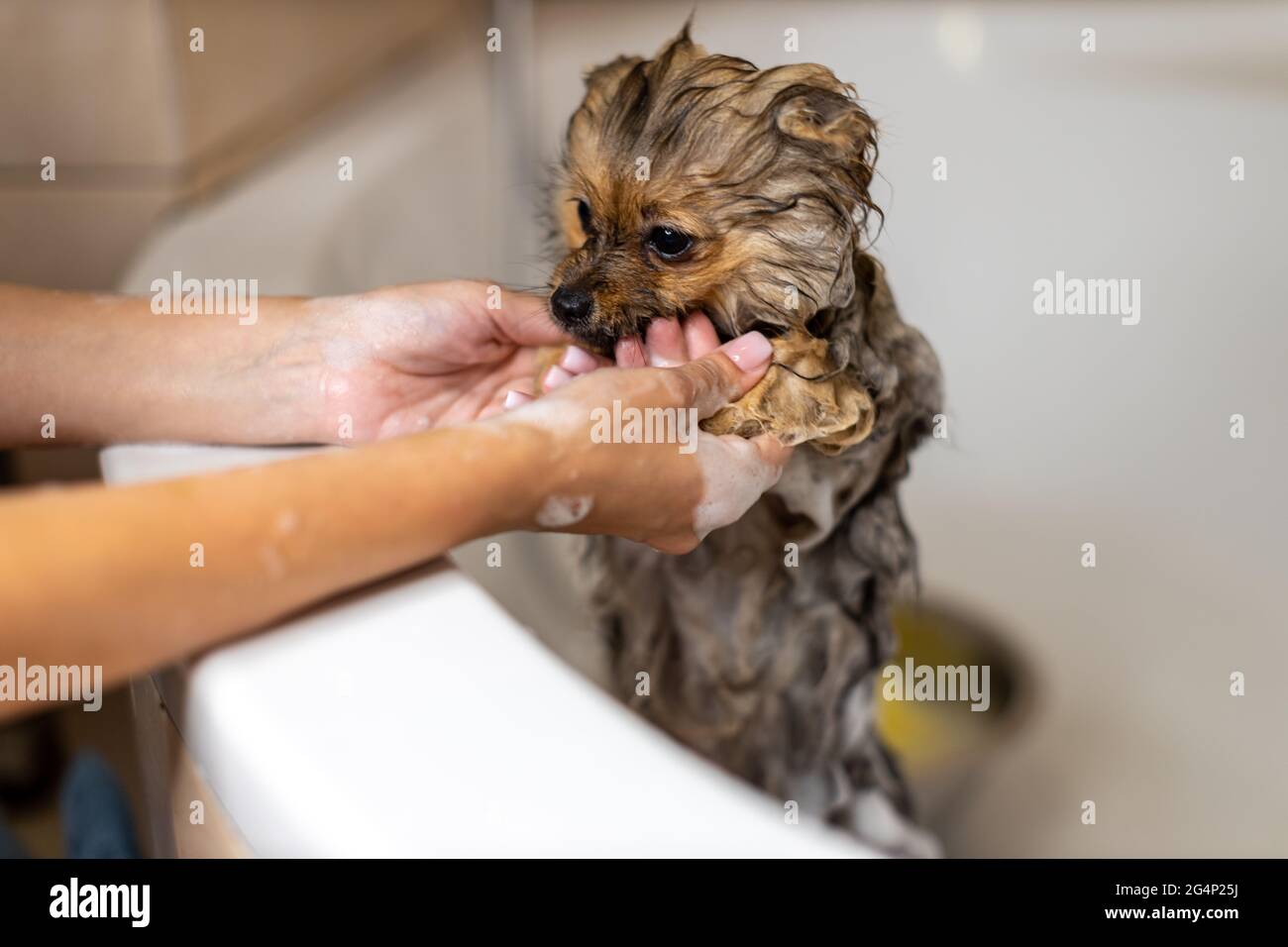 Pommern unter einer Dusche im Badezimmer. Hochwertige Fotos Stockfoto