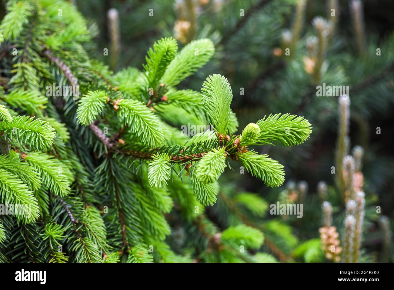 Neue Baumtriebe blühen im Frühjahr, grüne Knospen. Stockfoto