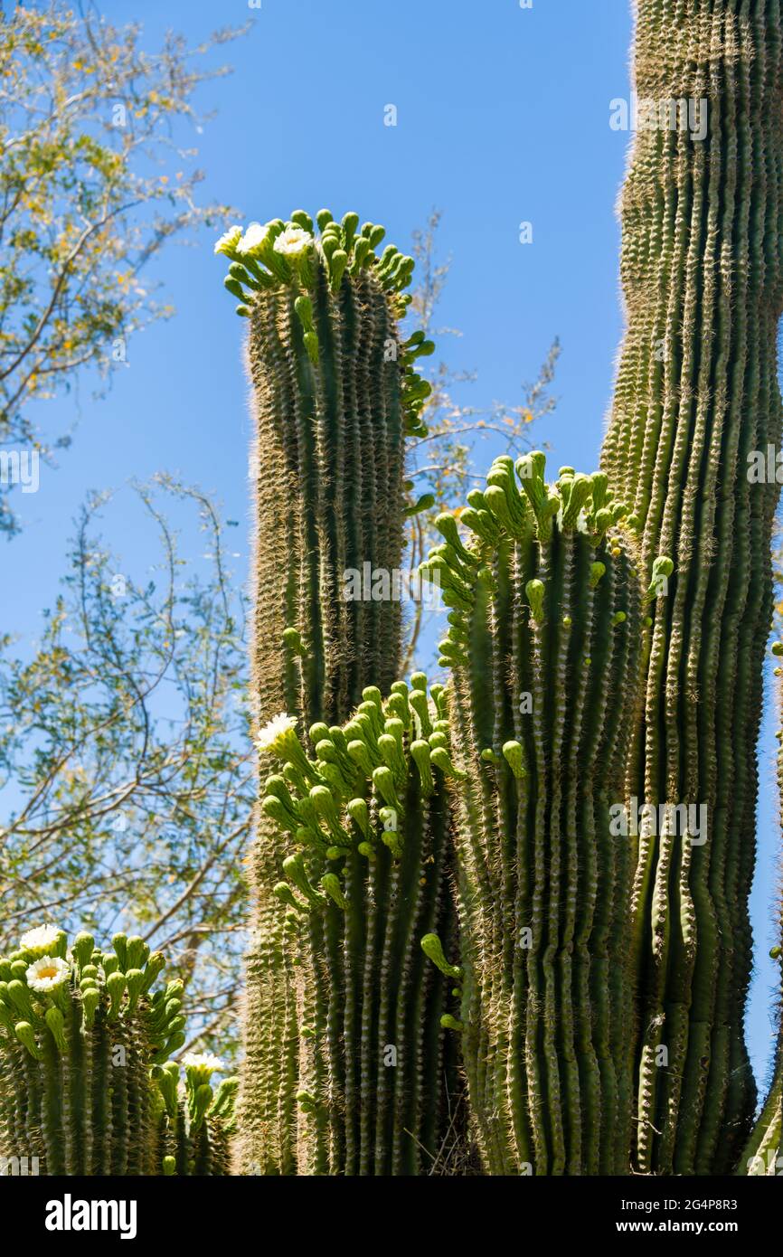 Desert Botanical Garden - Pflanzen & Skulpturen - Saguaro Kaktus (Carnegiea gigantea) in Bloom Stockfoto