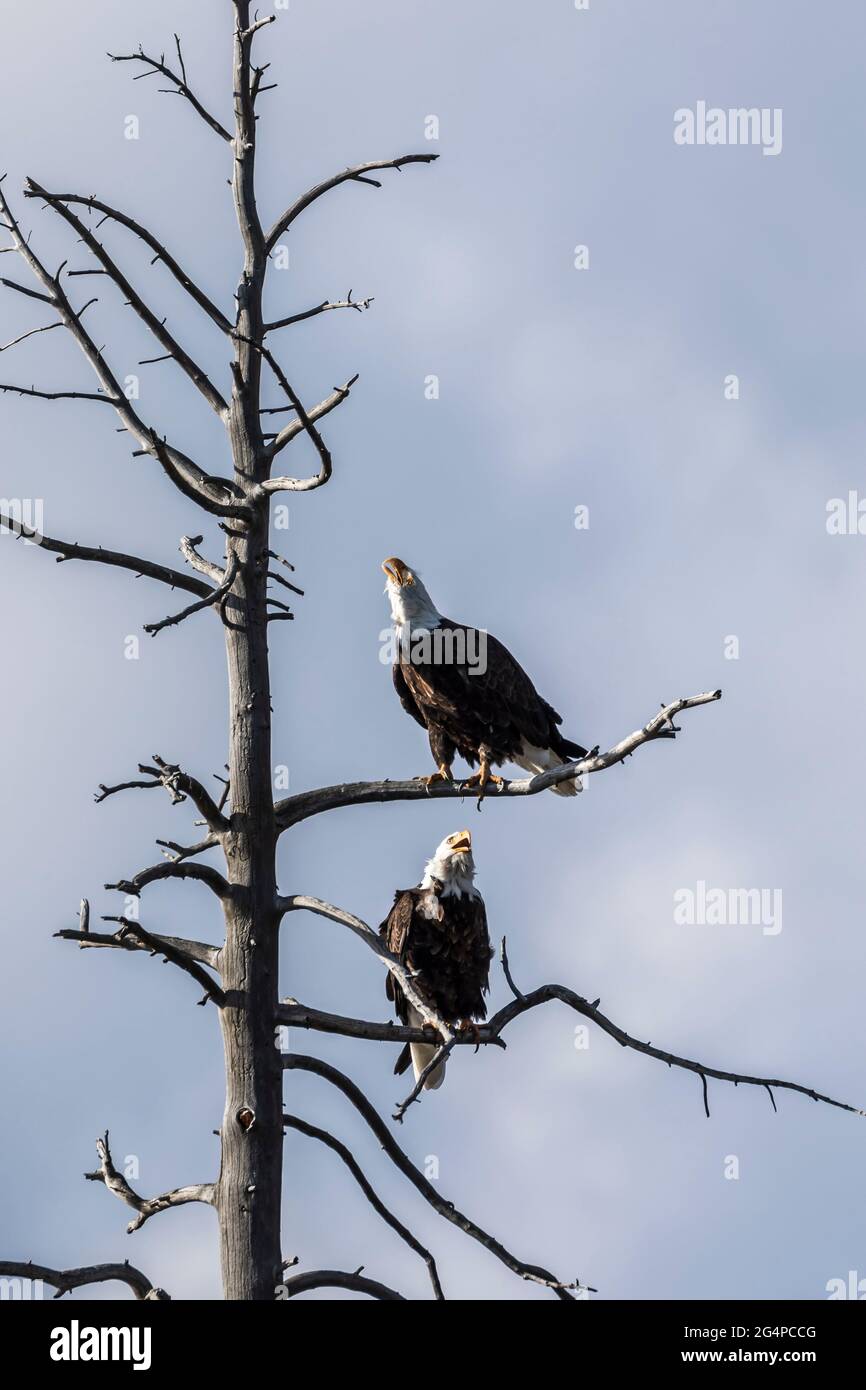 Weißkopfseeadler (Haliaeetus leucocephalus) rufen von einem toten Baum entlang des Madison River im Yellowstone National Park, Wyoming Stockfoto