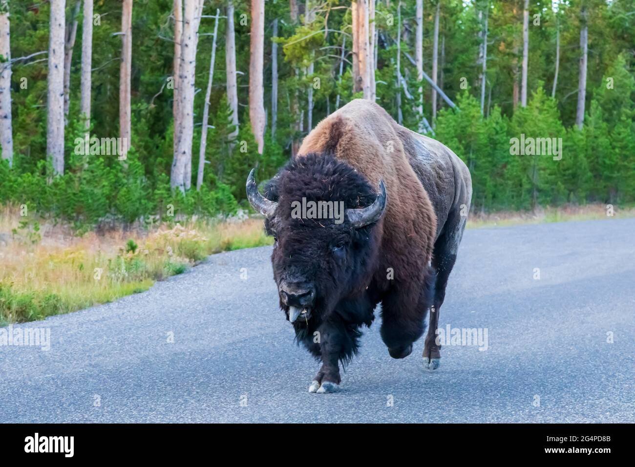 Bison (Bison Bison) Herde läuft die Parkstraße im Yellowstone National Park, Wyoming Stockfoto