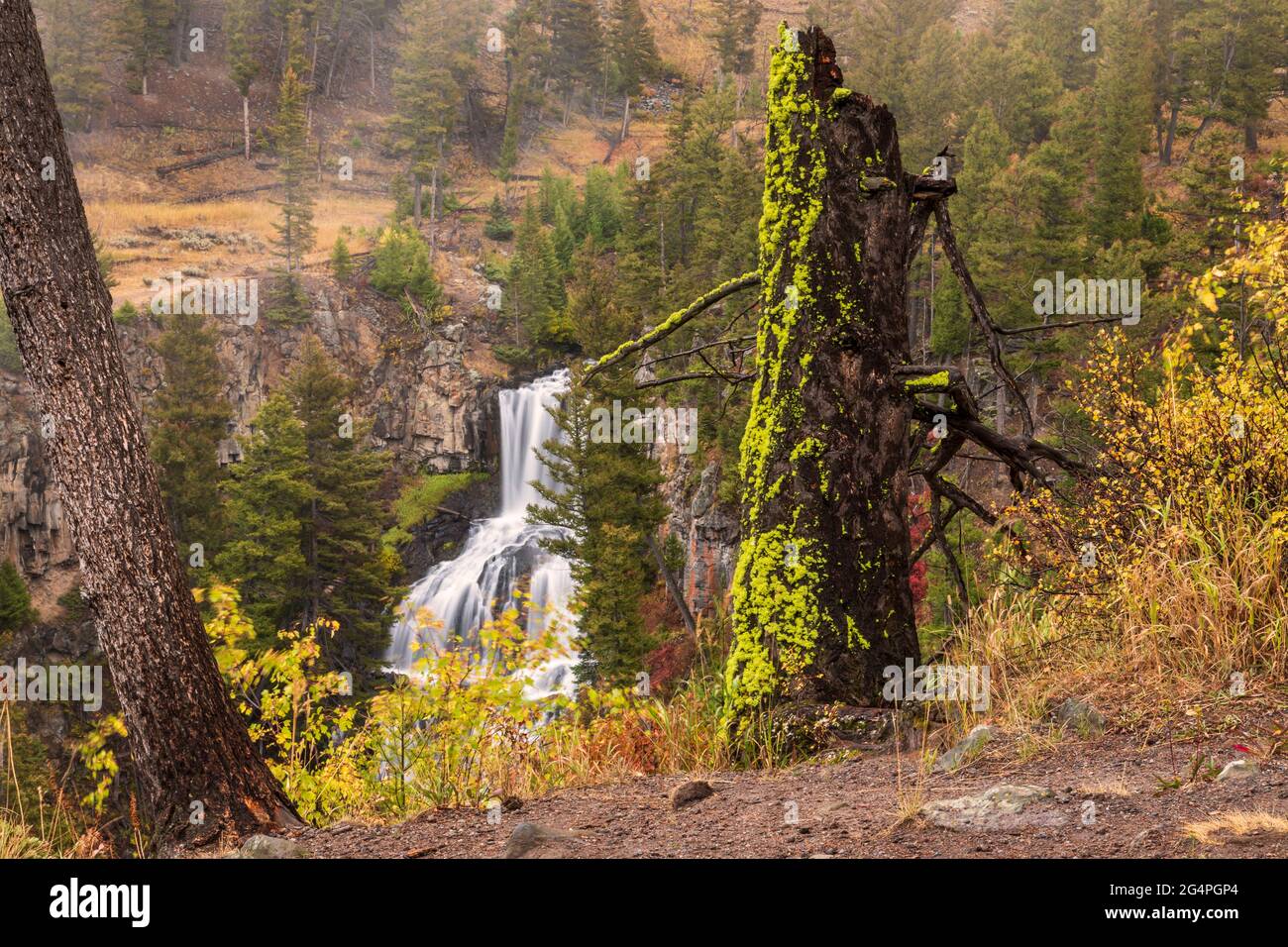 Undine Falls und moosbedeckter Baumstumpf im Yellowstone National Park, Wyoming Stockfoto