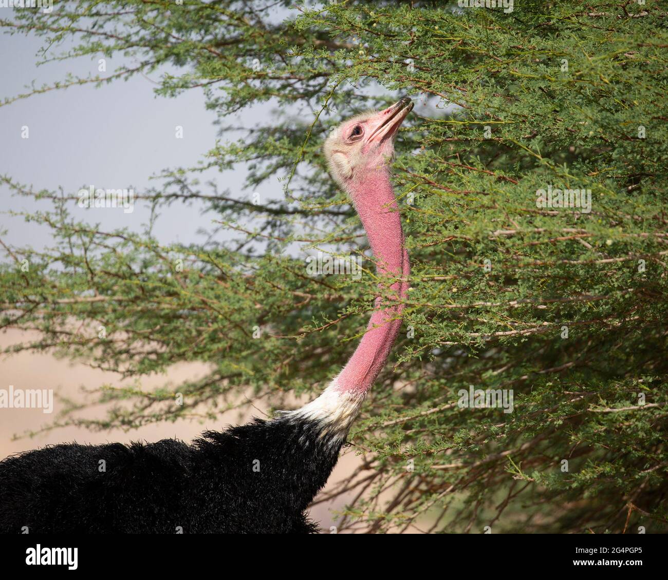 Rothalsiger Straußenmännchen aus der Nähe Fütterung von einem Baum in der Negev-Wüste (Struthio camelus camelus) Stockfoto