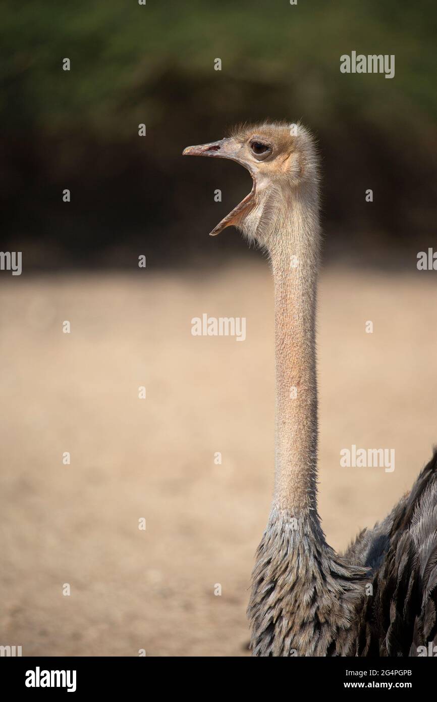 Rothalsige Straußenweibchen rufen in einem Wildreservat der Negev-Wüste an. Struthio camelus camelus Stockfoto