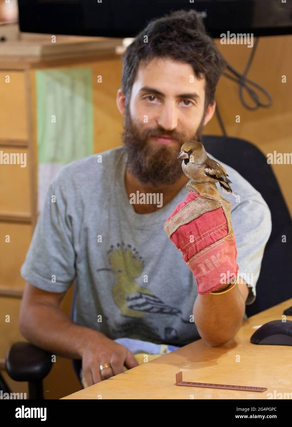 Man in Jerusalem Bird Observatory hält Hawfinch, nachdem der Vogel für den Schutz Forschungsprogramm zur Überwachung der Vogelpopulationen und Migration gebänderten Stockfoto
