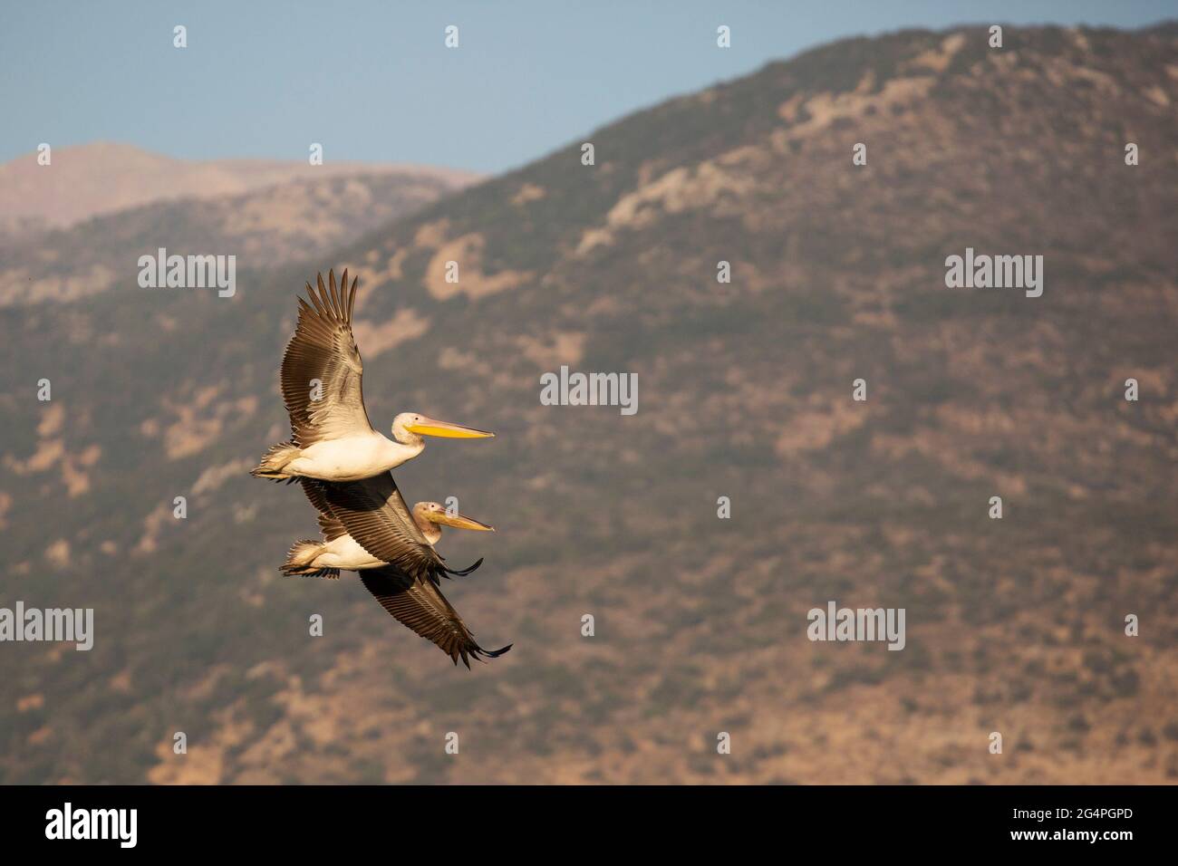 Great White Pelicans fliegen am Mt Hermon vorbei durch das Great Rift Valley, eine wichtige Flugstraße für Vögel, die zwischen Europa, Asien und Afrika ziehen Stockfoto