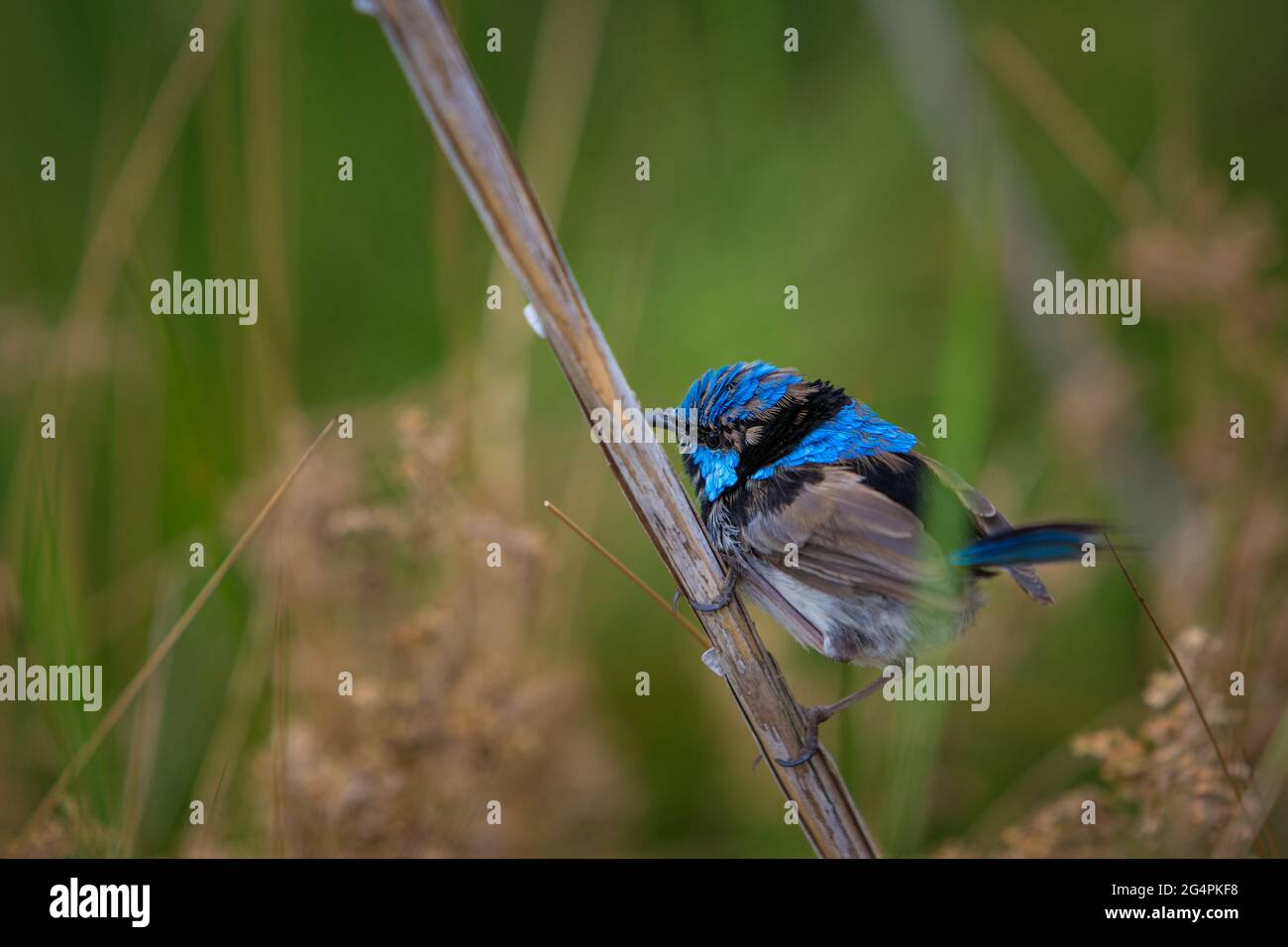 Supurbische Blaue Fee Stockfoto