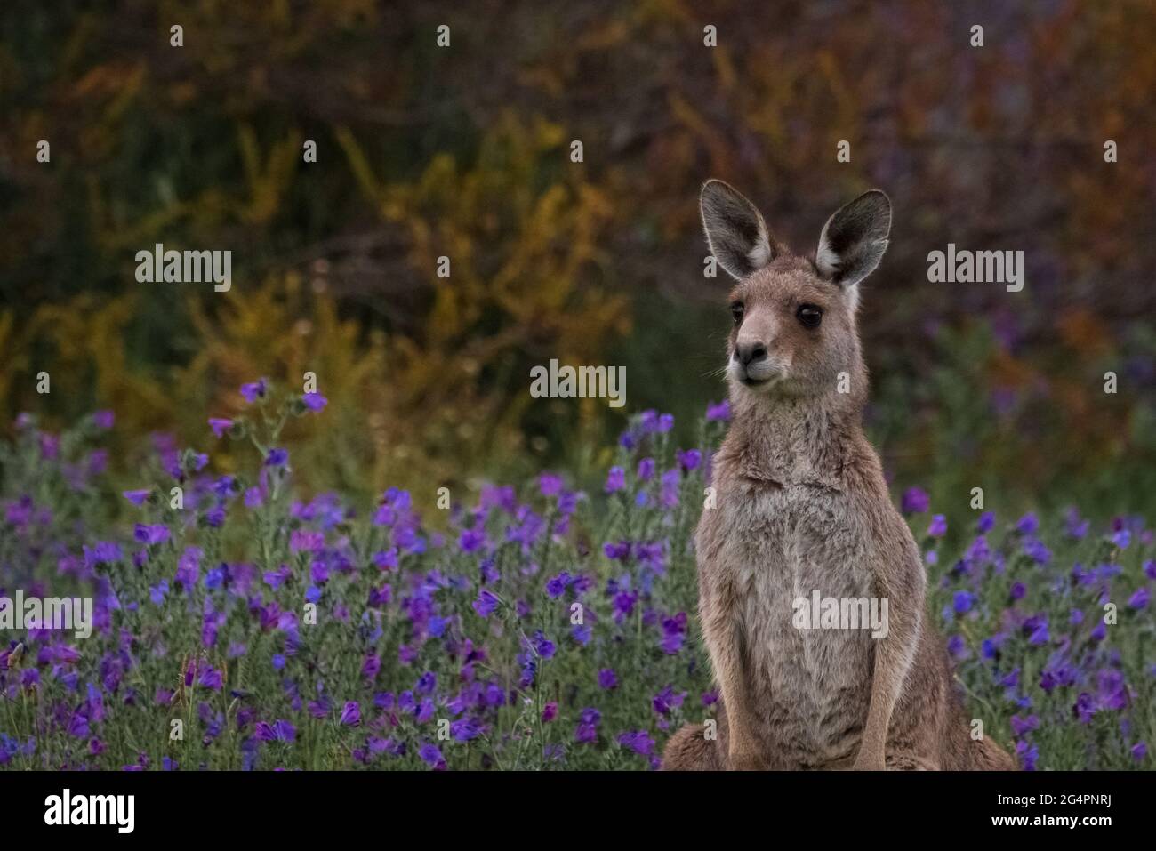 Östliches graues Känguru im violetten Feld Stockfoto