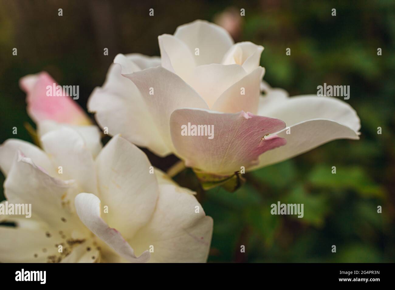 Weiße und rosa Rose mit Bokeh Grün Hintergrund Stockfoto