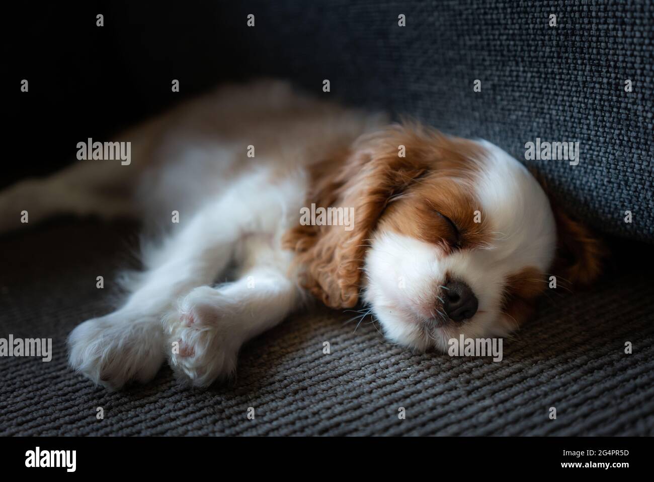 Porträt eines Cavalier King Charles spaniel Stockfoto