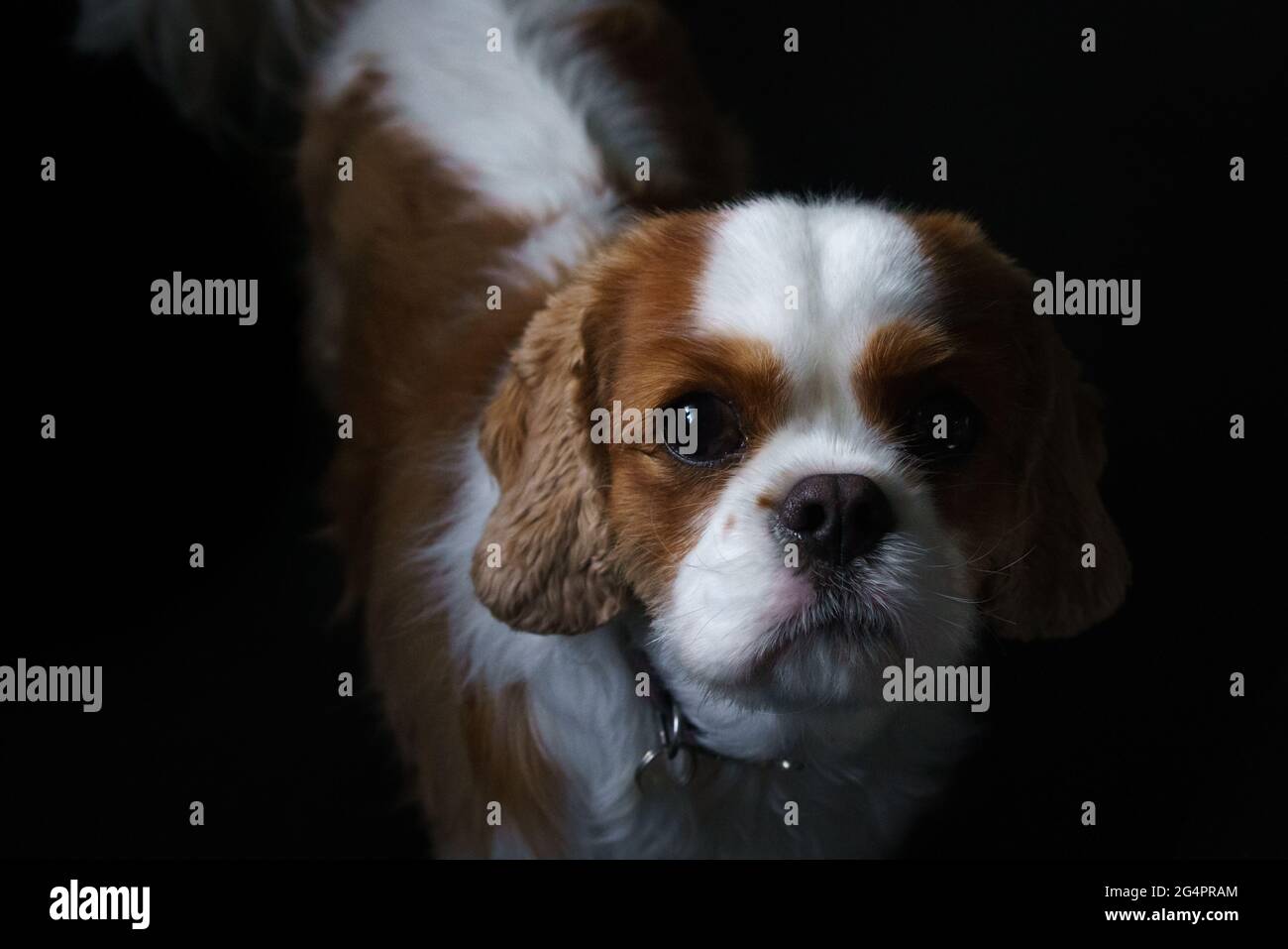 Porträt eines Cavalier King Charles spaniel Stockfoto