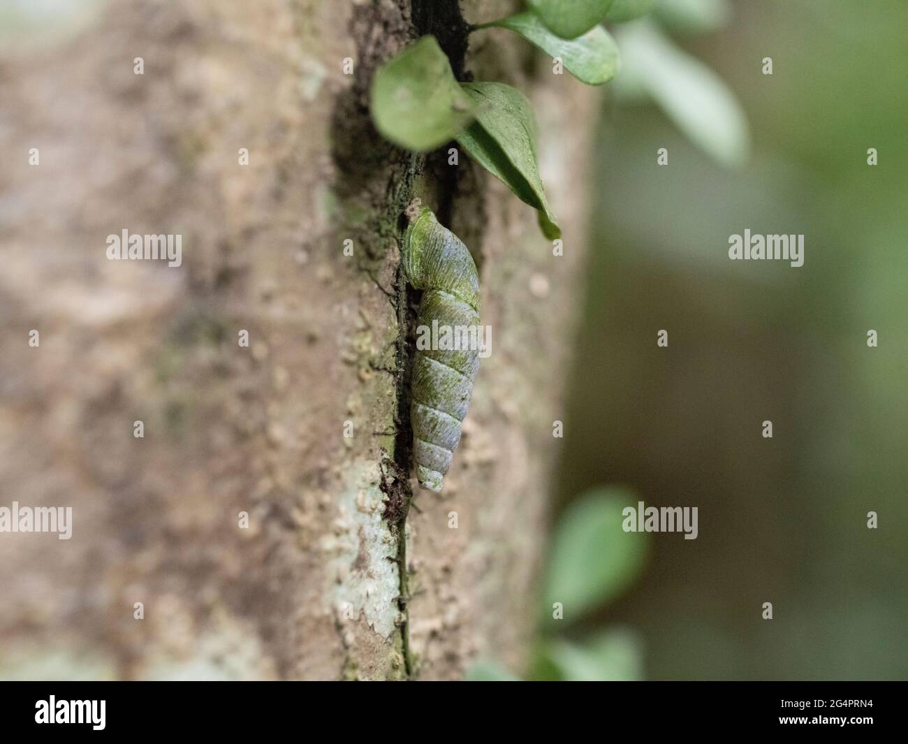 Waldführer im Yanbaru National Park, Okinawa, Japan Stockfoto