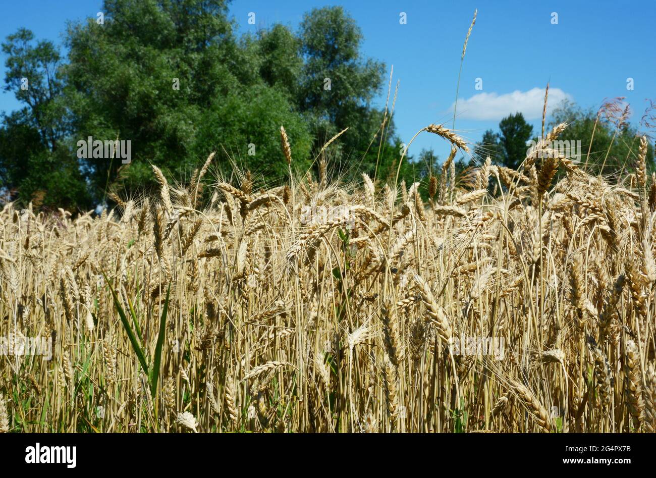 Eine Nahaufnahme einer Weizenernte, ein Feld mit reifem Korn, Weizenspitzen mit grünen Bäumen und blauer Himmel im Hintergrund. Weizenanbau und -Produktion. Stockfoto