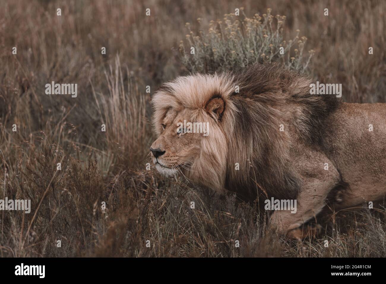 Löwen beim Prowling in Südafrika Safari Stockfoto