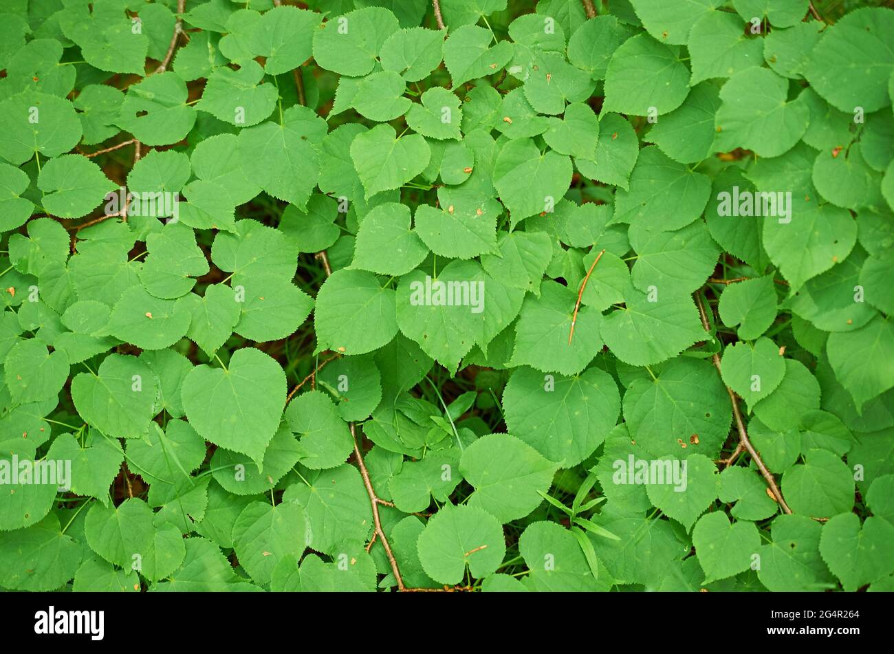 Hintergrund der grünen Blätter der europäischen Linde. Textur für den Sommer Stockfoto