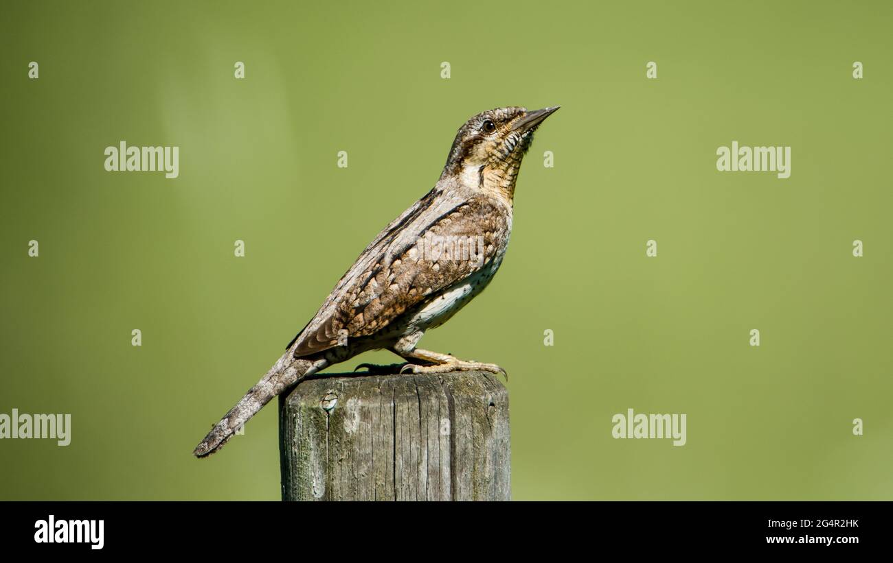 Eurasian Wryneck (Jynx torwuilla), der Ameisenjäger, der auf einem Rundpol mit einem grünen defokussierten Hintergrund starrst Stockfoto