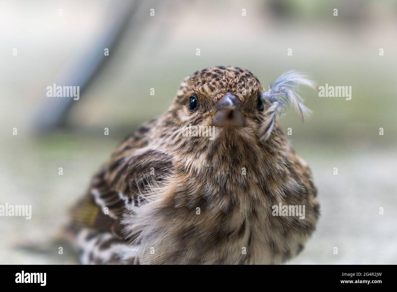 Auf Whidbey Island, Washington, USA, ruht ein junger Northern Pine Siskin auf dem Boden Stockfoto