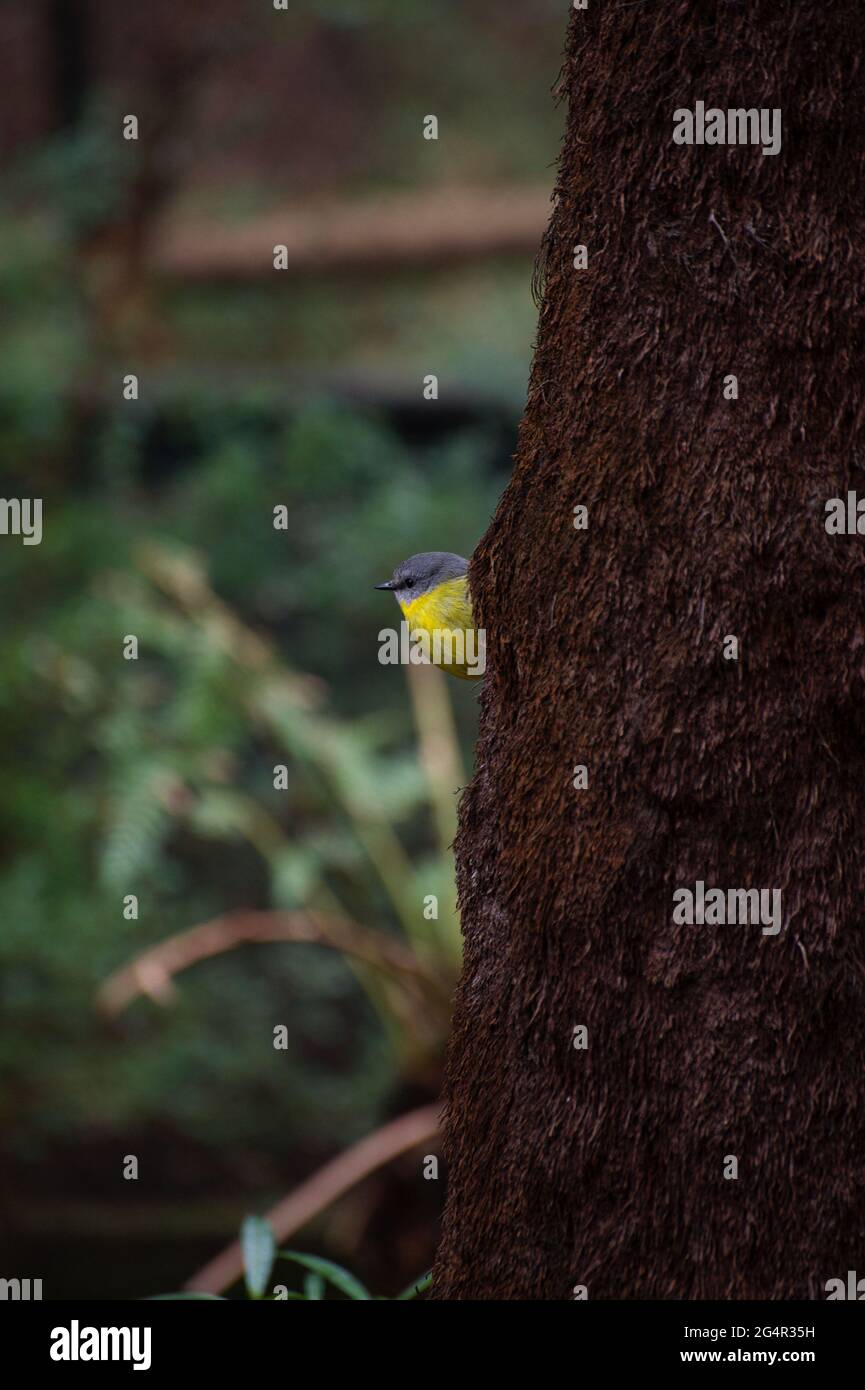 Ich spioniere einen östlichen Gelben Robin (Eopsaltria Australis), der mich hinter einem Baumfarn (Cyathea Australis) anguckt. Ich sehe dich! Stockfoto