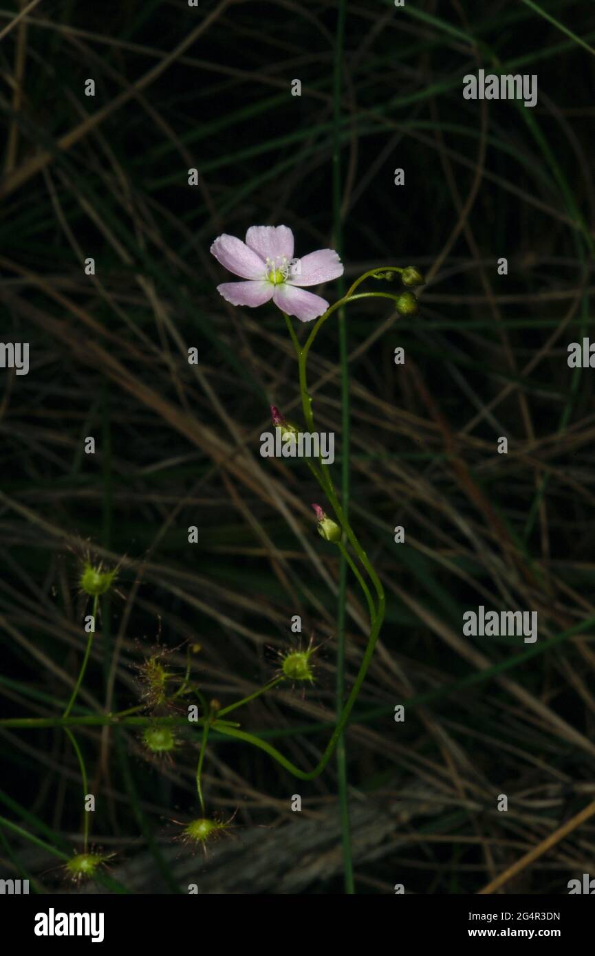 Diese zarte rosa Blume gehört zu einem tödlichen Insektenvernichter - einem Ohrensundau (Drosera Auriculata), der in den Wäldern Australiens sehr verbreitet ist. Stockfoto