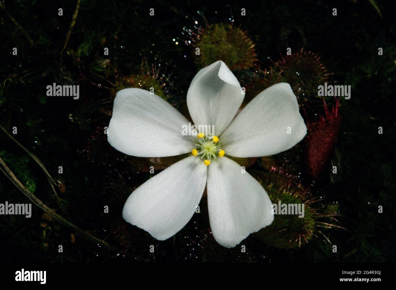 Eine hübsche Killerblume. Dieser duftende Sonnentau (Drosera Whitakerii) zieht Insekten mit seiner duftenden Blume an und fängt sie dann auf seinen klebrigen Blättern ein. Stockfoto