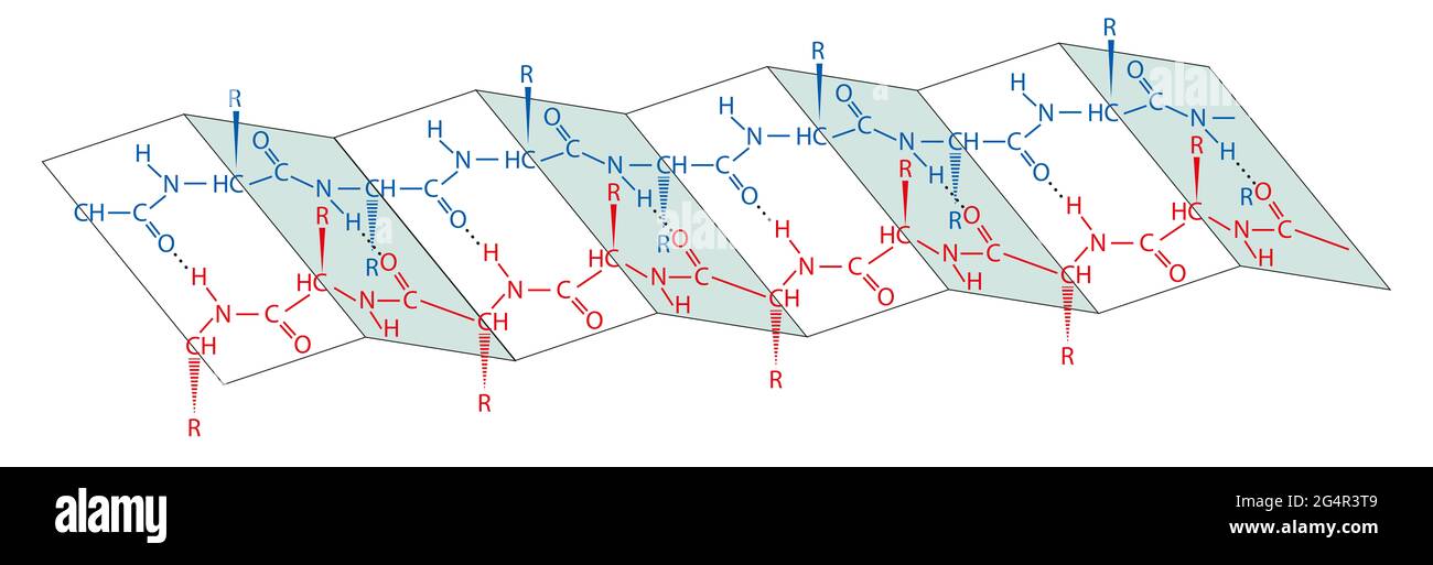 Proteine sind große Biomoleküle oder Makromoleküle, die aus einer oder mehreren langen Ketten von Aminosäurerückständen bestehen. Proteinstruktur Stockfoto