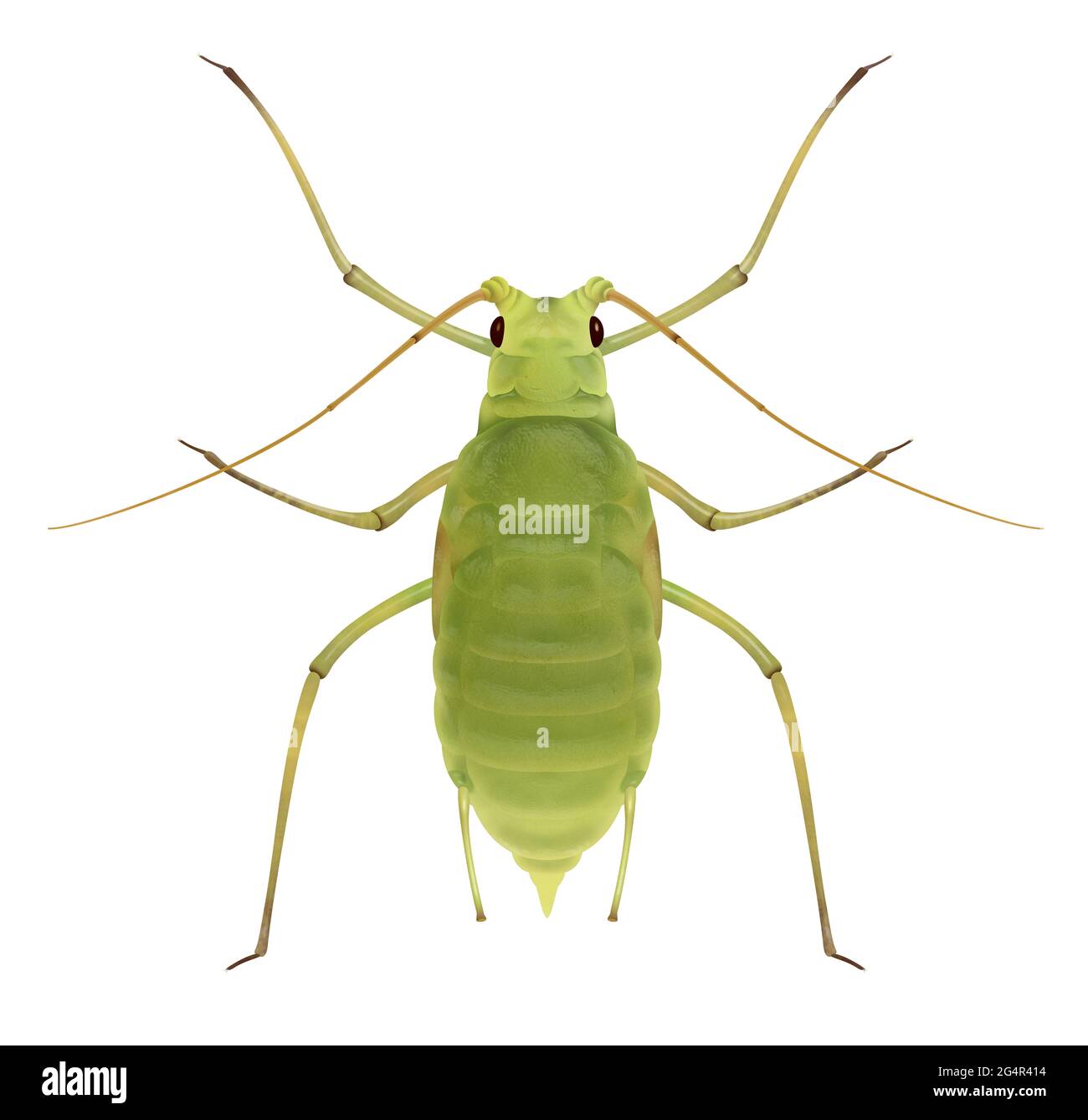 Blattlaus. Schizaphis graminum. Greenfly-Illustration Stockfoto
