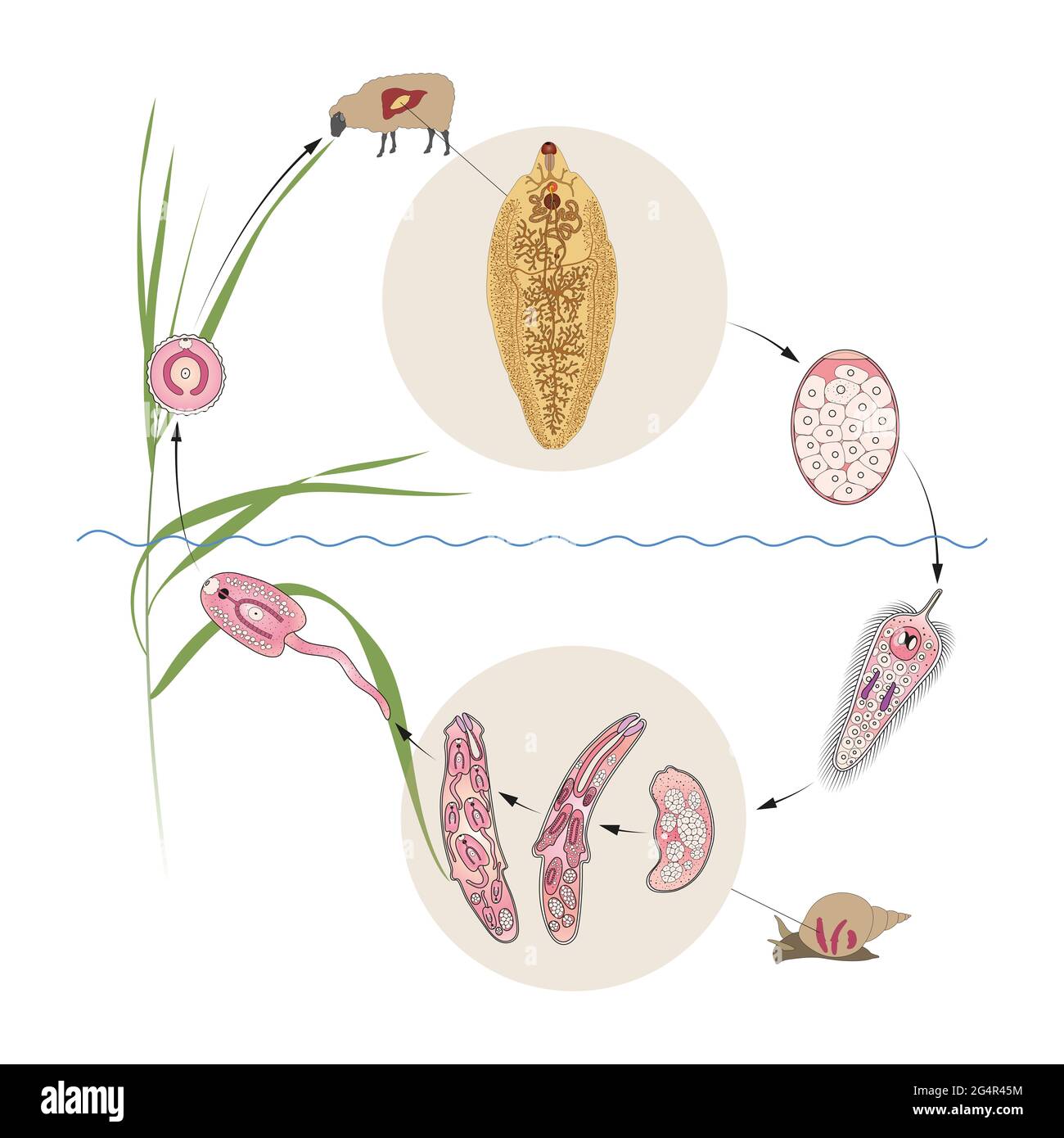 Allgemeiner Lebenszyklus von Leber- oder Schafleber (Fasciola hepatica) Stockfoto