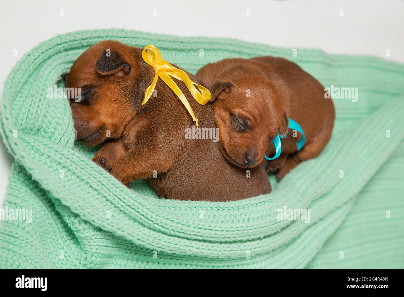 Zwei kleine neugeborene Welpen liegen auf einer warmen Strickdecke. Pygmy pinscher Welpen schlafen. Stockfoto