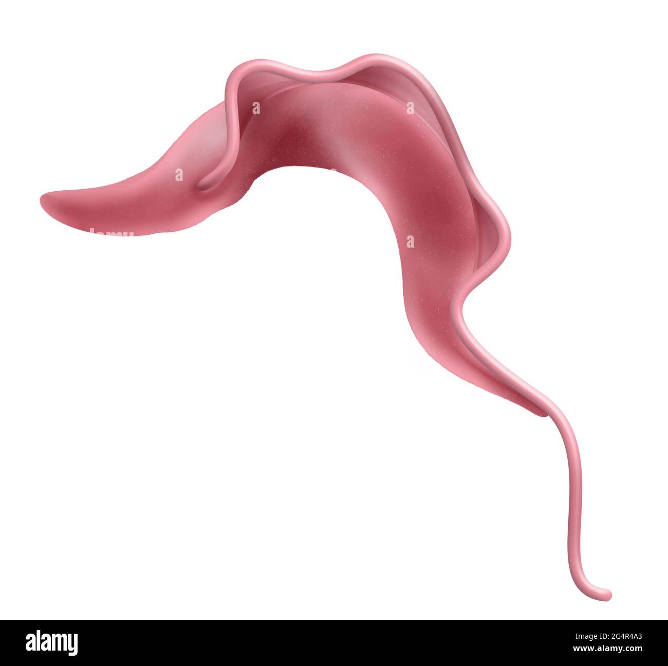 Trypanosoma brucei ein Parasit Stockfoto