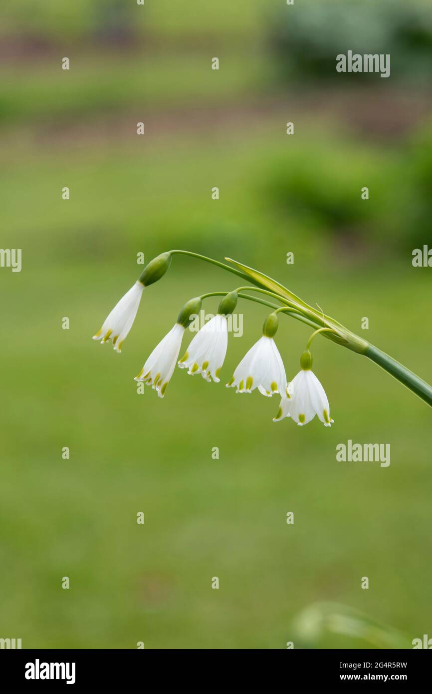 Leucojum aestivum. Loddon Lilie / Sommerschneehacke Stockfoto