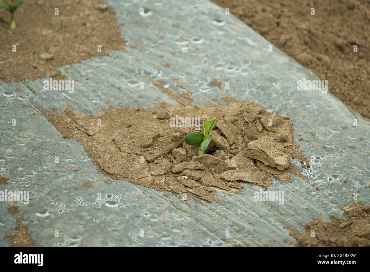 Ein junger Sprossen-Sämling bricht durch krustigen Boden Stockfoto