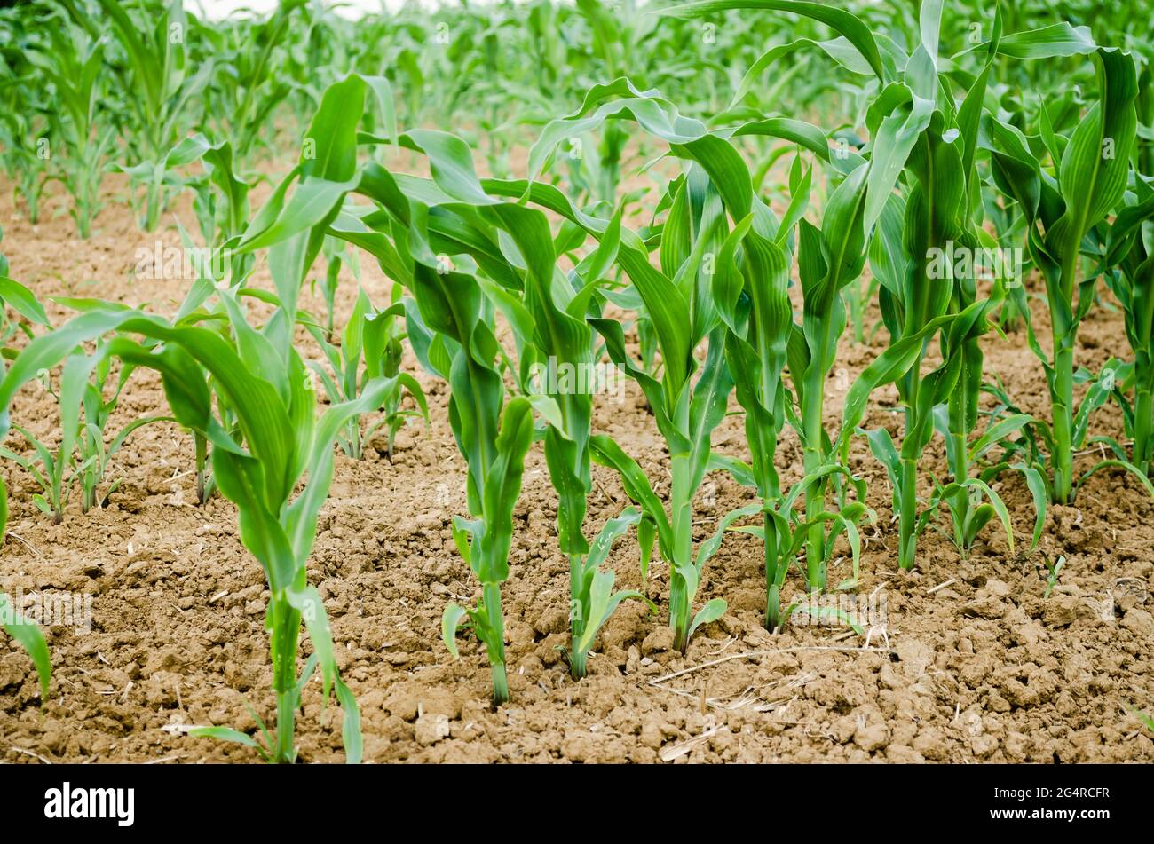 Maisfeld mit jungen Stielen, Novi Sad, Serbien Stockfoto