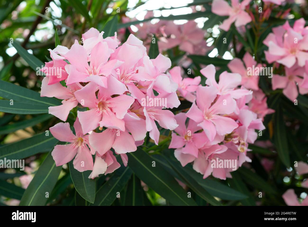 Nerium Oleander Italy Stockfotos und -bilder Kaufen - Alamy