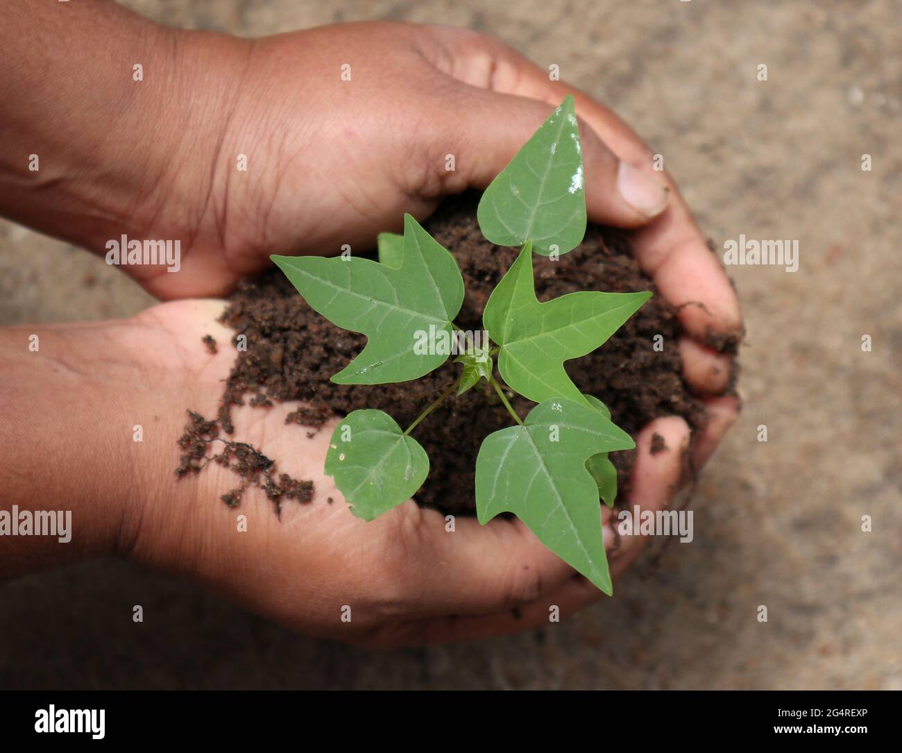 Ansicht von oben auf die Hände, die die Baby Papaya Pflanze mit Erde halten Stockfoto