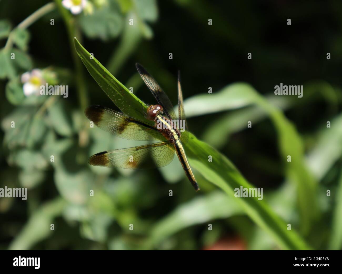 Eine bernsteinfarbene, bemalte Skimmer-Libelle, die in direktem Sonnenlicht auf einem Gras thront Stockfoto