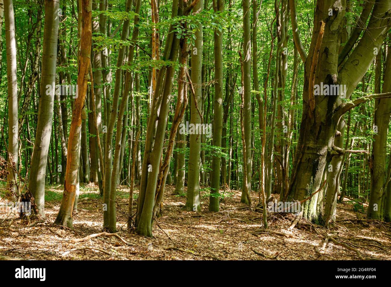 Buchenwaldlandschaft im Sommer. Schöne Natur im Freien an einem sonnigen Tag. Hohe Bäume in grünem Laub Stockfoto