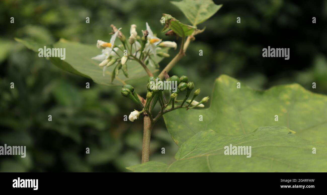 Eine Gruppe von unreifen Teller Pinsel grüne Früchte, Diese Pflanze auch  als Erbse Aubergine genannt Stockfotografie - Alamy